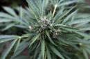 Detalle de una planta de marihuana. EFE/Archivo
