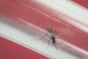 En esta imagen de archivo, tomada el 23 de mayo de 2016, un ejemplar del mosquito Aedes aegypti, transmisor del virus del zika entre otras dolencias, visto dentro de un tubo de cristal en el instituto Fiocruz, en Río de Janeiro, Brasil. (Foto AP/Felipe Dana, archivo)