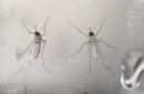 Fotografía del 7 de febrero de 2016 de mosquitos Aedes aegypti transmisor del zika. EFE/Archivo
