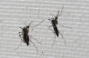 ARCHIVO - En esta fotografía de archivo del 4 de febrero de 2016 se ve a un mosquito Aedes aegypti, transmisor de varias enfermedades, posarse dentro de un contenedor en el Laboratorio Conmemorativo Gorgas en la Ciudad de Panamá. Las autoridades sanitarias de Panamá dijeron el jueves 5 de mayo de 2016 que se han registrado cuatro casos de bebés nacidos con microcefalia relacionada con el virus del zika, dos de los cuales fallecieron. (Foto AP/Arnulfo Franco, archivo)
