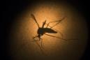 ARCHIVO - En esta fotografía de archivo del 27 de enero de 2016, un mosquito Aedes aegypti es fotografiado en un microscopio en el Instituto Fiocruz en Recife, estado de Pernambuco, Brasil. Las mujeres que viven en áreas donde se está propagando el zika deberían considerar posponer un embarazo, ya que no existe otra manera segura de evitar los devastadores defectos congénitos causados por el virus, afirmó la Organización Mundial de la Salud el jueves 9 de junio de 2016. (AP Foto/Felipe Dana, archivo)