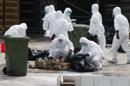 Trabajadores del Departamento de Salud de Homg Kong guardan en bolsas algunos de los 20.000 pollos que fueron sacrificados en una granja tras descubrirse un caso de contagio de gripe aviar en un lote de aves importadas desde la provincia de Guangdong, en Hong Kong (China). EFE