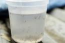 Vista de un frasco con muestras de larvas del mosquito Aedes Aegypti. EFE/Archivo