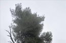 Un hombre pasea por el bosque de Lloret de Mar (Girona), donde han sido encontrados dos jóvenes ahorcados en un árbol, cuya muerte está siendo investigada por los Mossos d'Esquadra y que, según los primeros indicios, prodría tratarse de un suicidio. EFE/Archivo