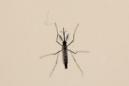 Los infectados por el virus de Zika en Colombia suben a más de 51.400