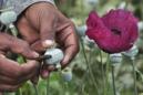 Gobernador mexicano propone reducir violencia cultivando amapola medicinal