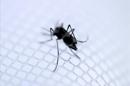 El mosquito hembra infectado de la especie "Aedes aegypti" también transmite el virus del dengue. EFE/Archivo