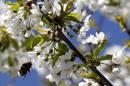 Se avecina una primavera tan intensa como la anterior para los alérgicos. Con 5.600 granos por metro cuadrado, los niveles de polen de gramíneas amenazan con igualar o superar a los del año pasado (5.400) y causar estragos en casi el 20 % de los españoles. EFE