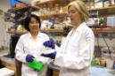 En esta foto proporcionada por Asuntos Públicos de la Universidad de California, Berkeley, tomada el 20 de junio de 2014, Jennifer Doudna, derecha, y su gerente de laboratorio, Kai Hong, trabajan en su laboratorio en Berkeley, California. (Cailey Cotner/UC Berkeley vía AP)