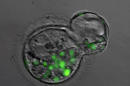 Embriones clonados producen células madre para diabetes