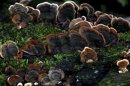 Detalle de unos hongos en el tronco de un árbol caído. EFE/Archivo