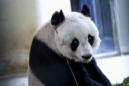 Una panda gigante de Hong Kong, a punto de alcanzar el récord de longevidad