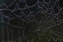 El material natural más fuerte conocido ¿La tela de araña o los dientes de lapa?