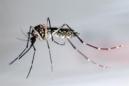 Detalledel mosquito "Aedes Aegypti", trasmisor del zika. EFE/Archivo