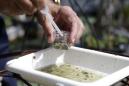 Esta foto tomada el 28 de junio del 2016 en Pembroke Pines, Florida, muestra a Evaristo Miqueli, funcionario de recursos naturales del Control de Mosquitos del Condado de Broward, tomando una muestra de agua para revisar si hay larvas de mosquitos. El gobernador Rick Scott anunció que el número de casos de zika, probablemente contraídos por picaduras de mosquitos locales, aumentó a 14 y pidió el lunes 1 de agosto del 2016 la ayuda de un equipo federal de emergencia para combatir el brote del virus en Estados Unidos. (Foto AP /Lynne Sladky, Archivo)