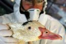 Un italiano que trabaja con aves da positivo por la gripe aviar