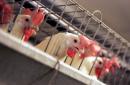 En esta foto del 10 de septiembre del 2008 se ven aves de corral en una planta procesadora en Atwater, California. El gobierno presiona a la industria avícola a reforzar la seguridad de pollos y pavos aplicando nuevas normas destinadas a reducir el número de casos de salmonelosis en 50.000 por año, según se informó el 21 de enero del 2015. (AP Foto/Marcio José Sánchez, Archivo)