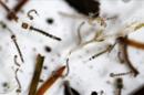 La empresa británica Oxitec comenzará a producir en su planta en Campinas, municipio en el estado brasileño de Sao Paulo, millones de mosquitos genéticamente modificados para que tengan crías no viables, para soltarlos posteriormente con el objetivo de disminuir la población de la especie aedes aegypti. EFE/Archivo