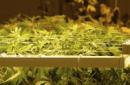 Plantas de marihuana en uno de los 160 establecimientos que vende de forma legal esta sustancia, en Denver, Colorado. EFE/Archivo