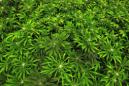ARCHIVO - Foto de archivo, 15 de septiembre de 2015, de plantas de marihuana en el centro de cultivo de marihuana medicinal Ataraxia en Albion, Illinois. El gobierno mantiene la marihuana en la lista de las drogas más peligrosas, a pesar del apoyo popular creciente a la legalización, pero abre la puerta a nuevas investigaciones sobre su posible uso medicinal. (AP Foto/Seth Perlman, File)