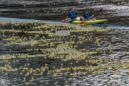 GRA097 BILBAO, 05/07/2015.- de patitos de goma en la ría de Bilbao 