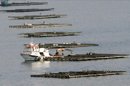 Bateas dedicadas a la cria de mejillón, en A Coruña. EFE/Archivo