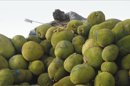 Un joven indio duerme en lo alto de un montón de frutas jaca o "jack fruit" en el mercado al por mayor de Koyambedu en Chennai (la India). EFE/Archivo