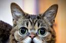 Fotografía facilitada por Mike Bridavsky, propietario de la gata denominada Lil Bub, cuyo genoma secuenciarán tres jóvenes científicos y que por su peculiar aspecto es toda una celebridad en Internet e incluso ha aparecido en bastantes programas de televisión en EEUU. EFE