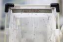 Mosquitos "Aedes aegypti", transmisores del virus del Zika y el dengue, permanecen en un laboratorio del Organismo Internacional de la Energía Atómica (OIEA) en Seibersdorf, Austria. EFE/Archivo