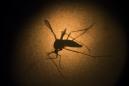 Foto del mosquito Aedes aegypti, que transmite el virus del zika, tomada el 27 de enero del 2016 a través de un microscopio en el Instituto Fiocruz en Recife, en Brasil. (Foto AP/Felipe Dana, File)