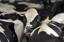 Varias vacas se amontonan en un establo antes de ser ordeñadas. EFE/Archivo