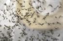 En esta imagen del jueves 11 de febrero de 2016, varios mosquitos se encuentran en una trampa en el Laboratorio de Mosquitos del condado de Dallas en Hutchins, Texas. Se colocó la trampa cerca de la ubicación de una infección confirmada de zika. El jueves 16 de junio de 2016, los Centros de Control y Prevención de Enfermedades de Estados Unidos reportó el nacimiento de tres bebés con defectos a causa del zika en Estados Unidos. (AP Foto/LM Otero)