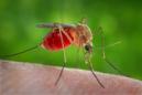 Científicos de Brasil hallan trazas del virus de Zika en mosquitos Culex silvestres