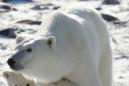ARCHIVO- En esta foto de archivo del 6 de noviembre de 2007, una madre oso polar y sus dos cachorros son vistos en el parque nacional Waspuk en la costa de la bahía Hudson cerca de Churchill, Manitoba. Como una tercera parte de la población de osos polares podría estar en peligro inminente debido a las emisiones de gas de los invernaderos tan pronto como el 2025, de acuerdo a un nuevo reporte del Servicio Geológico de Estados Unidos revelado el martes 30 de junio de 2015. Los efectos de la disminución del hielo del mar causarán una disminución en la población a lo largo del siglo, y los científicos no vieron una recuperación en los números de la población en sus modelos de investigación que llegaron hasta el año 2010, de acuerdo al reporte. (Jonathan Hayward/The Canadian Press vía AP, Archivo).