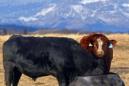Canadá confirma un nuevo caso de enfermedad de las vacas locas