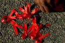 En el período fiscal 2012, que termina el 30 de septiembre, el Gobierno de EE.UU. asignó 6.630 millones de dólares para los programas globales de prevención de la infección con el VIH, y los tratamientos para el síndrome de inmunodeficiencia humana (SIDA). EFE/Archivo