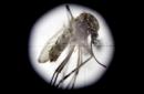Fotografía a través de un microscopio de un mosquito transmisor de enfermedades. EFE/Archivo