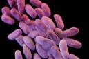 Los CDC de Estados Unidos planean erradicar las superbacterias