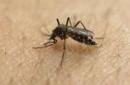 ARCHIVO - En esta foto del 18 de enero del 2016, un mosquito pica el brazo de un científico en el Instituto de Ciencias Biomédicas en Sao Paulo, Brasil. Los Centros de Control de Enfermedades de Estados Unidos están trabajando con funcionarios de salud de Florida para investigar lo que pudiera ser el primer caso de infección de zika transmitido por un mosquito en el país. (AP Foto/Andre Penner)