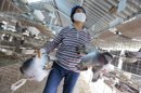 Un empleado de un criadero de palomas traslada unas palomas en Shangái (China). EFE/Archivo