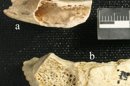 Fotografía sin fecha cedida por la revista Plos One hoy, miércoles 5 de junio de 2013, donde se ve restos óseos de un Neanderthal de hace más de 120.000 años. EFE