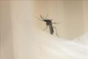 Un ejemplar del mosquito Aedes Aegypti, transmisor del dengue y el zika. EFE/Archivo