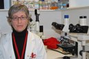 Investigadores españoles dan un paso más para trasplantar células de cerdo para regenerar cartílago humano