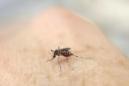 Paraguay estima entre 1.000 y 2.000 casos probables de Zika en frontera con Brasil