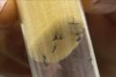Mosquitos "Aedes aegypti", transmisores del virus del Zika y el dengue. EFE/Archivo