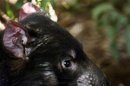 El genoma del demonio de Tasmania ayudaría con el cáncer humano
