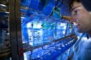 Demuestran que inhibidores de enzima quinasa disminuyen la formación de vasos cancerígenos en el pez cebra