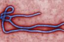 Imagen sin fechar facilitada por el centro de prevención y control de enfermedades que muestra el virus del ébola creado por el centro de microbiología de Cynthia Goldsmith. EFE/Cynthia Goldsmith.