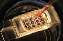 Un técnico de laboratorio inyecta un cultivo de sangre a otro cultivo líquido. EFE/Archivo