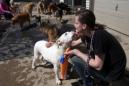 El cuidador Dallas Delgado interactua con un perro en la Pensión Canina de Primera Clase de Wausau, Wisconsin el martes 14 de abril de 2015. Un brote de influenza canina ha afectado a muchos perros en la región centro-norte, y los veterinarios advierten a los dueños de mascotas a limitar el contacto con otros perros. (Dan Young/The Wausau Daily Herald via AP)
